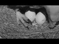 Two New Bald Eagle Eggs at DC Eagle Cam