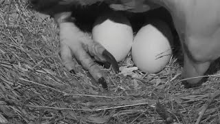 Two New Bald Eagle Eggs at DC Eagle Cam