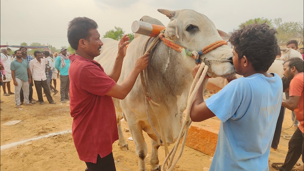 గిద్దలూరు సీనియర్స్ 5వ జత కుందూరు రాంభూపాల్ రెడ్డి గారి భైరవ కొత్త గిత్తల లాగిన దూరం 3000