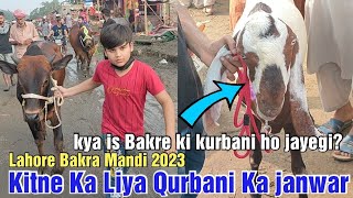 Kitne Ka Liya Lahore Mandi se Qurbani ka janwar | Bakra Eid 2023 | Shahpur Kanjra Mandi Lahore