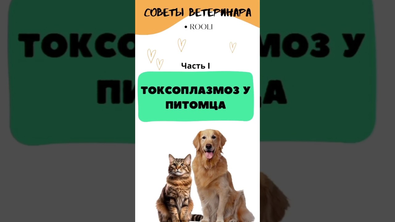 Токсоплазмоз у животных #кошек и #собак. Часть I симптомы, лечение паразитов у животных. #паразиты
