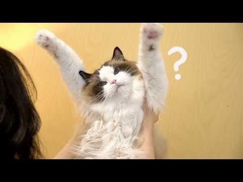 고양이 쭉쭉이 해주면 생기는 일