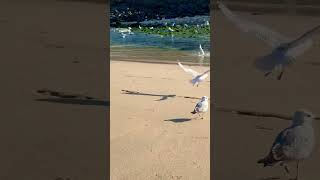 Herring gulls🌊.            #bluesea #cornwall #herringgull