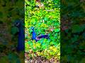 Peacock zoom in with IPhone 17Pro! #iphone17pro #peacock #zoom #zoomin #teamiphone #birds #shorts