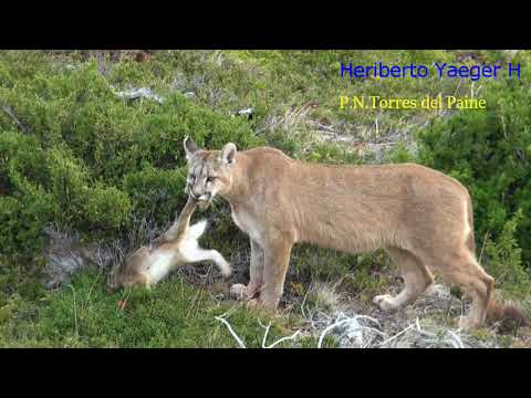 Puma cazando a una liebre | Torres del Paine |