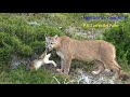 Puma cazando a una liebre | Torres del Paine |