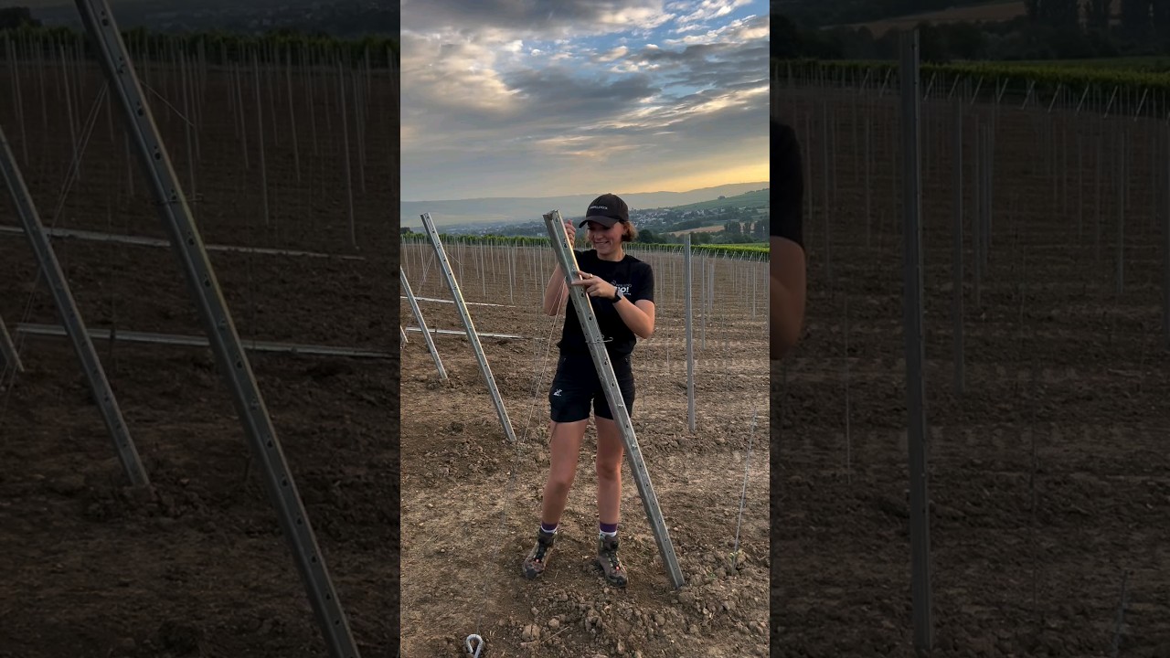 Anchoring the Last Column in a Future Vineyard Row.🎥@wasemdoppelstueck 