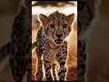 #tiger #animallife #youtubeshorts #animals #babytiger