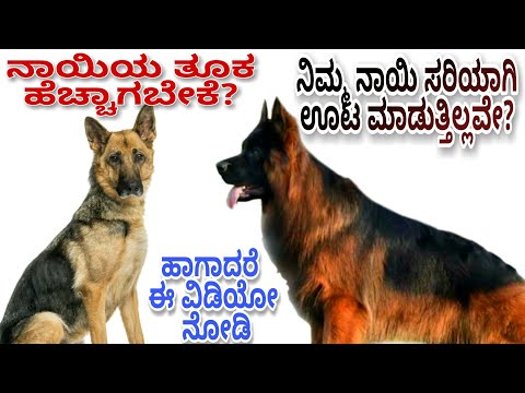 How to increase dog weight| dog weight gain in Kannada| ನಿಮ್ಮ ನಾಯಿಯ ತೂಕ ಹೆಚ್ಚಿಸಲು ಈ ವಿಡಿಯೋ ನೋಡಿ