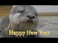 【生後43日目】おもちゃだってば!! Saku wants toys!Thank you 2020&Happy new year!【カワウソ赤ちゃん】