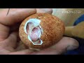 Вылупка проблемных яиц сокола
