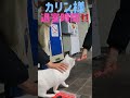 ボス猫カリン様が待合室を出たくないと唸り声‼️#shorts