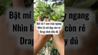 Bật mí 1 con máy ngang phân khúc 300k có drag click đầy đủ máy nhẹ đẹp