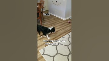 EXPECTATION vs REALITY with our MINI AUSSIE! 😂