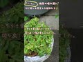 【ガーデニング】夏に向けて切り戻し＆剪定した植物たち🌿#shorts
