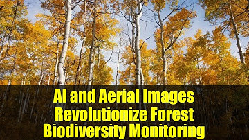 AI and Aerial Images Revolutionize Forest Biodiversity Monitoring