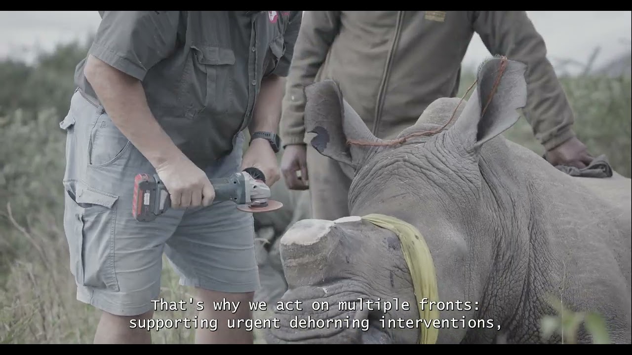 How Can We Stand With Rhinos? World Rhino Day 2025