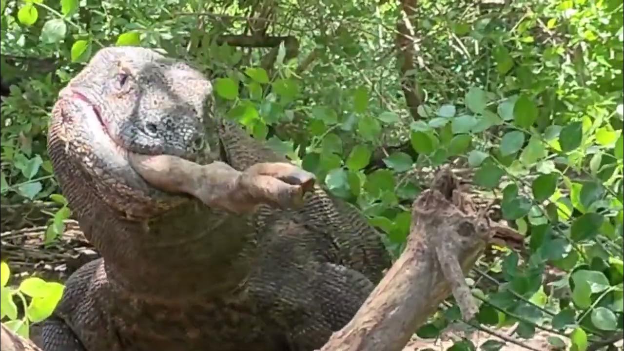 Komodo dragon predation コモドドラゴン捕食 科莫多巨蜥捕食 - YouTube