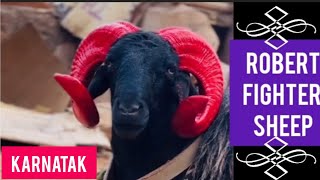 Fighter Sheep khatarnak karnatak Robert