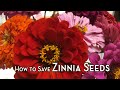 How to save zinnia seeds seed saving guide mp3