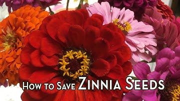 How to Save Zinnia Seeds – Seed Saving Guide