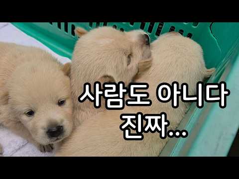 아직 젖도 못 뗀 새끼들을 버리고 갔습니다