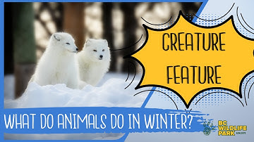 What Do Animals Do In The Winter? Part 2 - Adaptation (Creature Feature Series)
