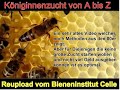 Königinnenzuchtmethoden erklärt vom Bieneninstitut Celle (veraltet aber gut)