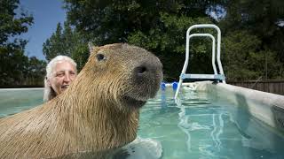 5 crazy facts about capybaras!!!