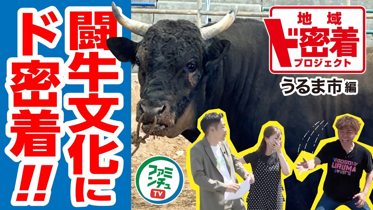 【沖縄ファミマ】うるま市の闘牛がヤバすぎた！最強の牛にまたがって爆笑ハプニング発生！？【地域ド密着】