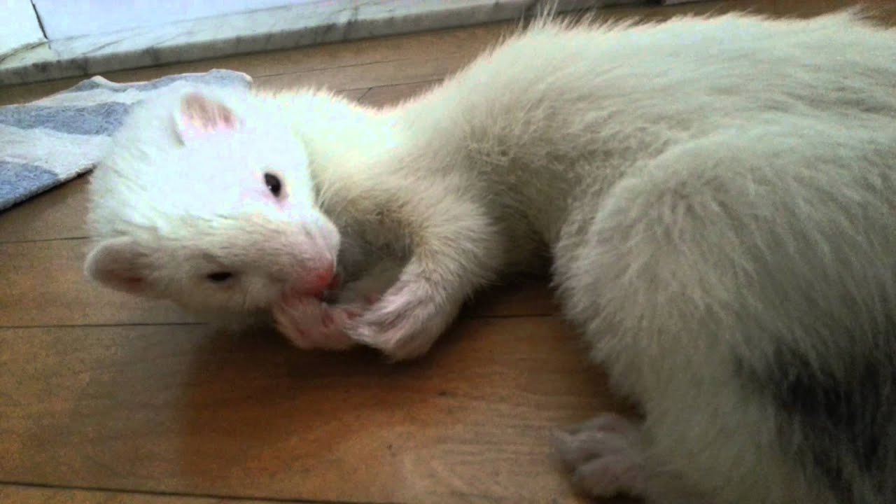 페럿 세수 그루밍 grooming ferret YouTube