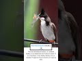 Red-whiskered bulbul part 15