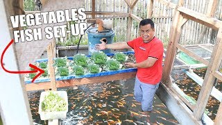 BUILDING HYDROPONICS  COLORED FISH TANK SETUP