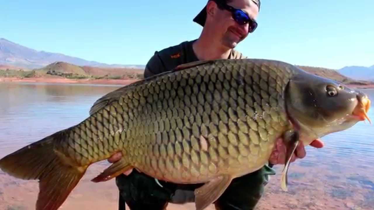 Bin el Ouidane Carp fishing (Morocco) Marokko Infovideo