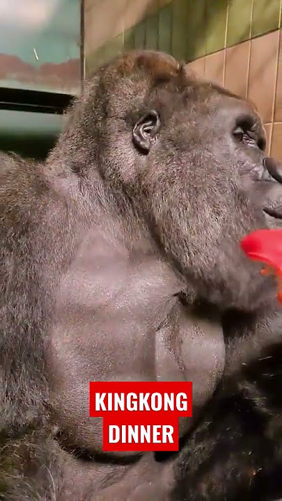 KINGKONG MAKAN