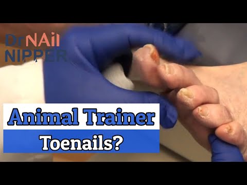 Video: Nail Trimming for Dogs: Hur kan jag klippa Fido naglar?