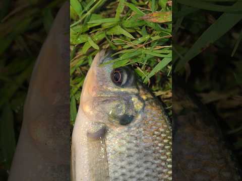 One day this fish will be very big, inshallah #shorts #fish #animals