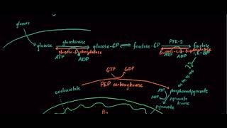 Everything You Need to Know About Gluconeogenesis for the MCAT + 2 Practice Questions
