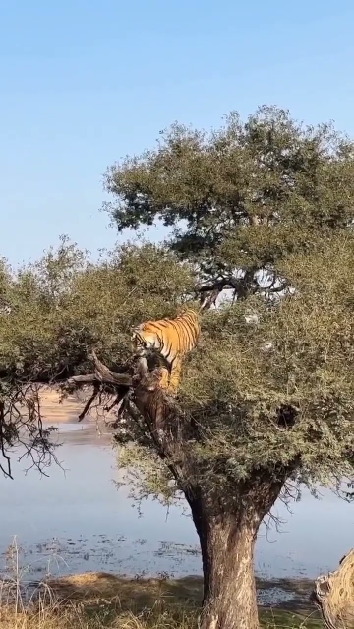 Tiger on the Tree 😱 Aur Neeche Ek Aur Tiger! | Jungle Safari Shock 🐅🔥 #tiger #wildlife #woxygen