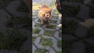 We help homeless cats🥹#cat #street #live #love #help #food #alone #animals #sad #cute #beautiful