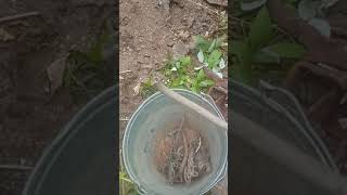 Копаю старую свалку медь, алюминий, железо
