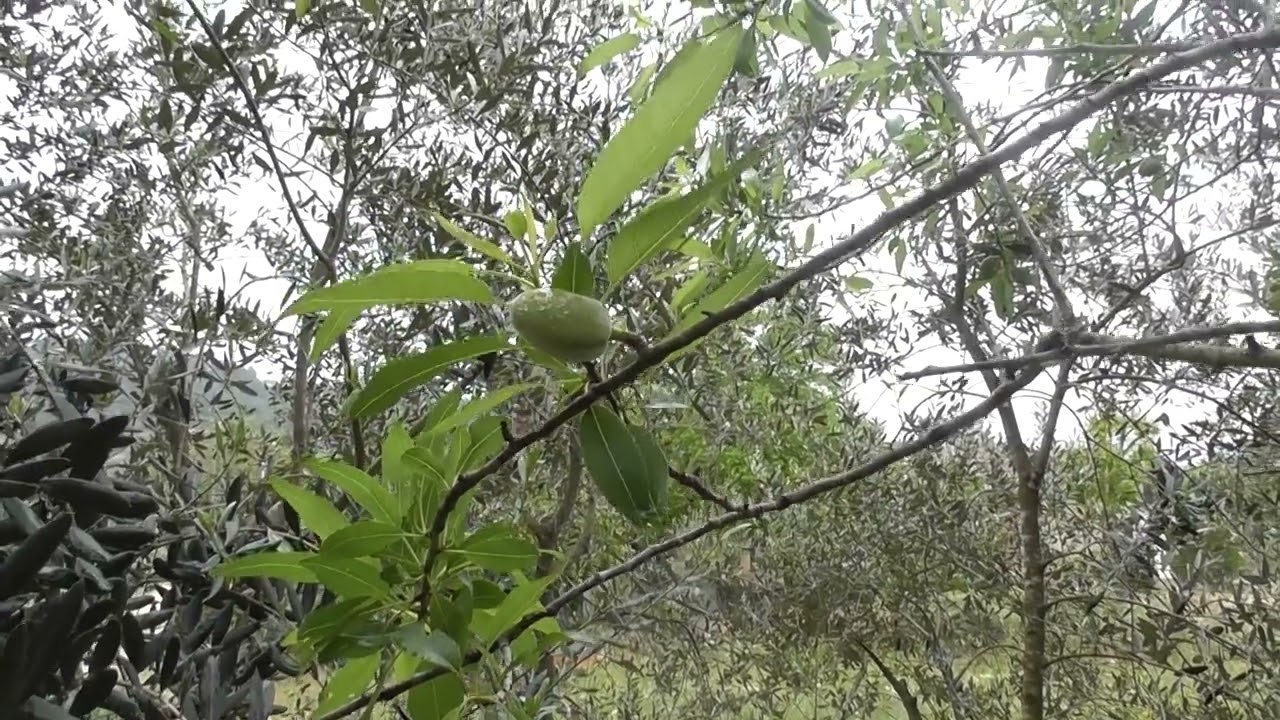 L'Arbre Vert - Doctissimo