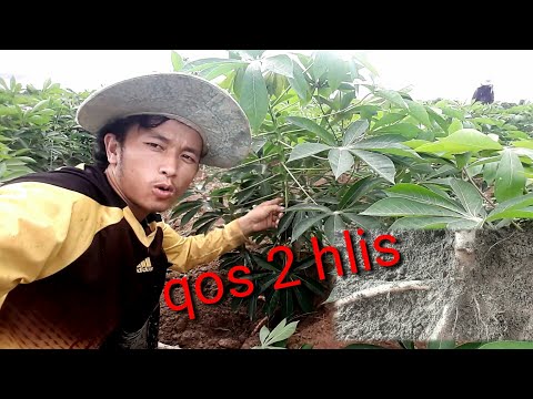 Video: Qhia Qos Ntoo Bonsai Gardening