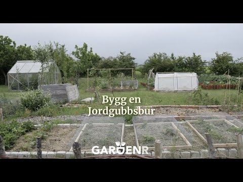 Video: Skydda Jordgubbar Från Fåglar