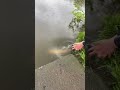 Carp release at wyre parks | #fishing #carp #carpfishing #fish #wyreparks #howtofish #howtofishing