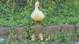 Relaxed Duck family / Entspannte Ente Familie im Friedrich Ebertpark in Ludwigshafen am Rhein