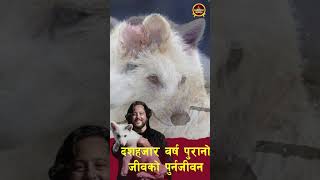 EP 814. What are Dire Wolves? || Who brought back from extinction? || Romulus | Remus | Khaleesi ||