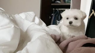 [ENG SUB] A fluffy cotton coming to me as soon as I get up