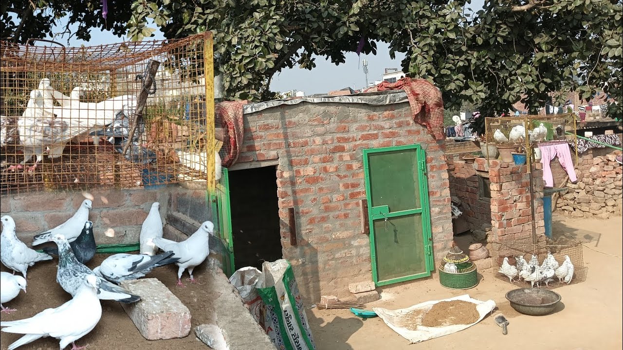 ਦੇਖੋ ਮਿੱਤਰੋ ਨਾਲੇ ਅੱਜ ਆਪਾਂ ਕੀਤੀ ਆਪਣੇ ਖੁੱਡਿਆਂ ਦੀ ਸਫਾਈ ਤੇ ਨਾਲੇ ਆਪਾਂ ਜੋੜੇ ਲਾਏ ਸੀ 🕊️❤️