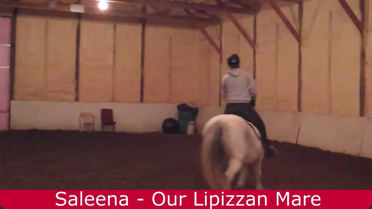 Otter Creek Redneck | Our Lipizzan Horse Saleena. Dressage Training